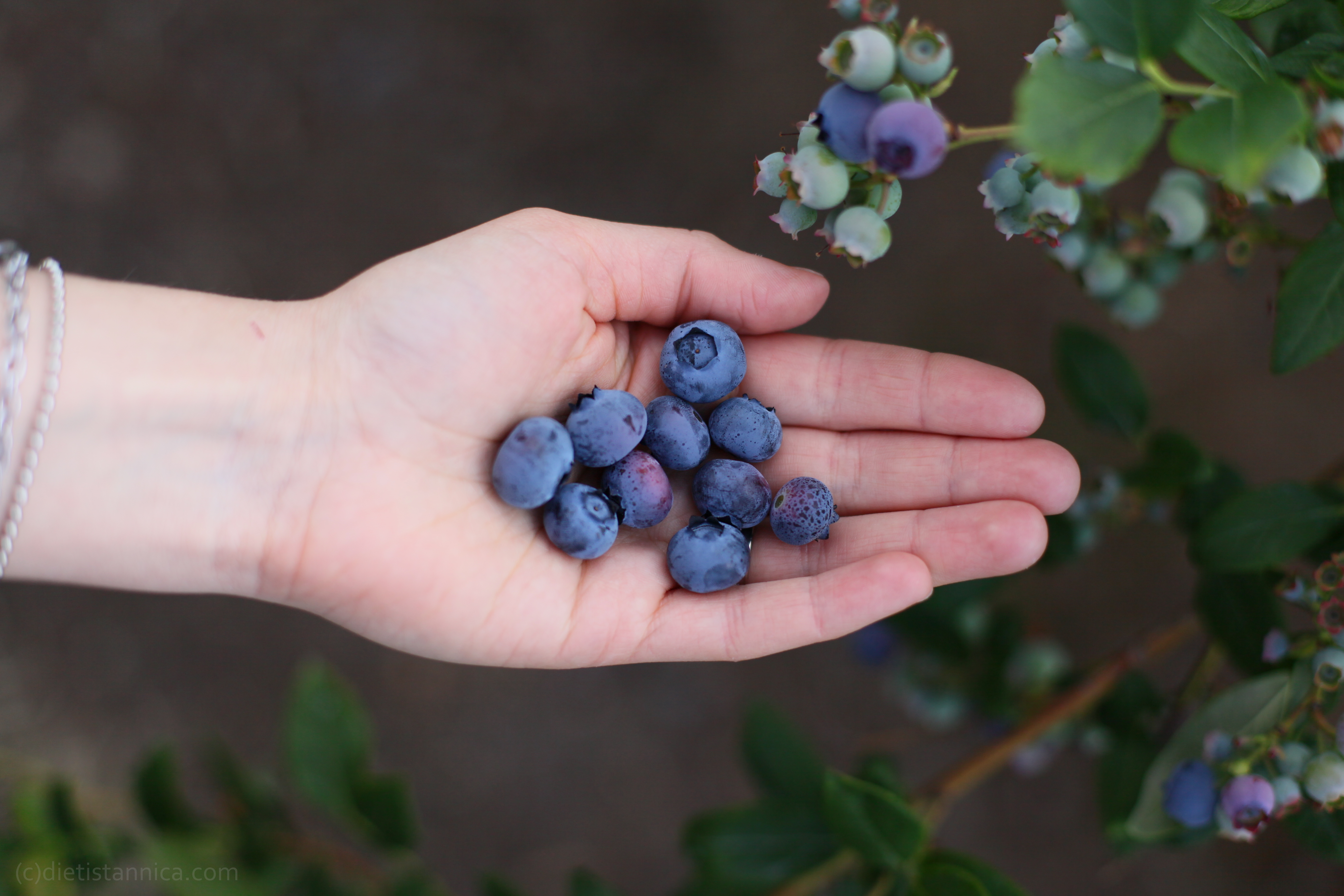amerikanska blåbär highbush blueberries powerfruits